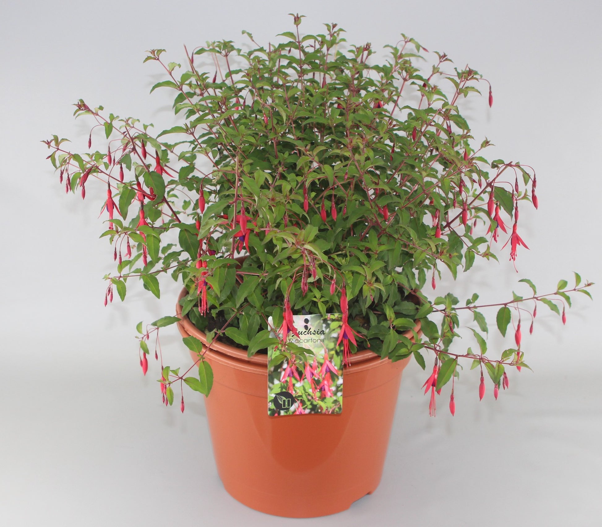 Fuchsia mag. Riccartonii 50cm 29cm Pot
