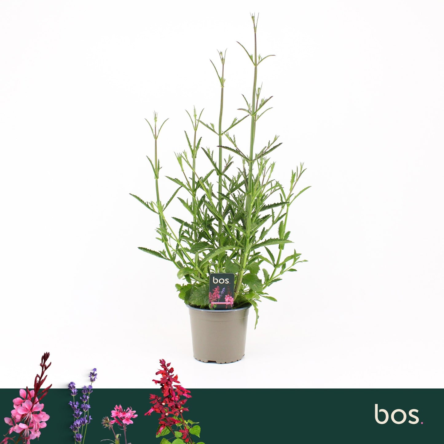 Verbena bon. Bonnie Blue 40cm 17cm Pot