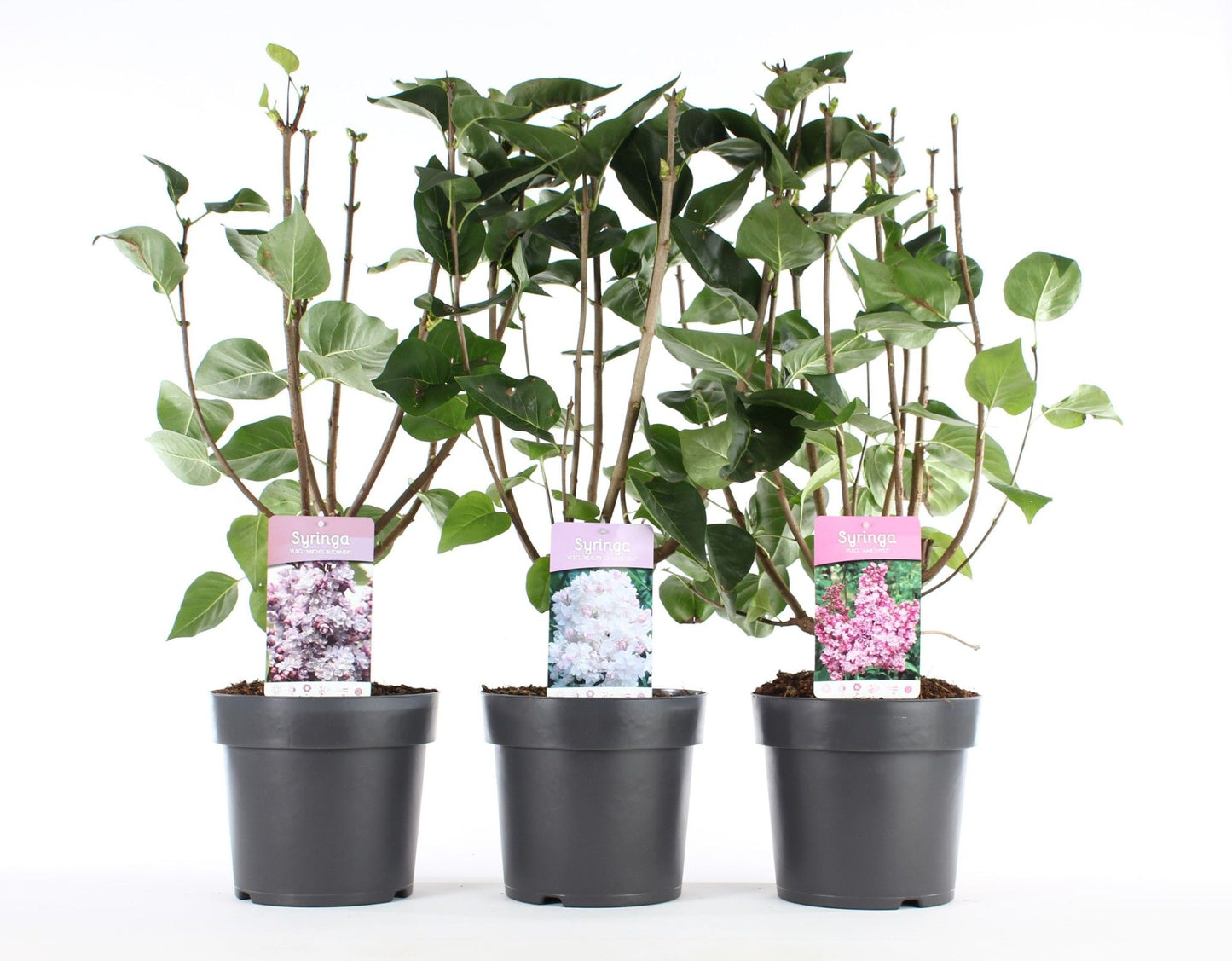Syringa vulgaris 80cm 22cm Pot