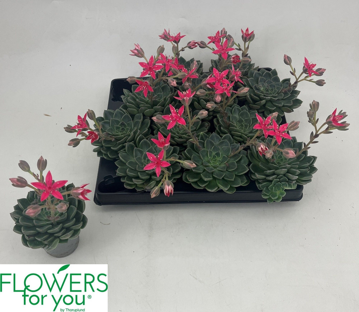 Graptopetalum bellum 8cm 6cm Pot