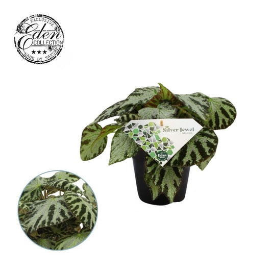 Begonia Silver Jewell 20cm 12cm Pot