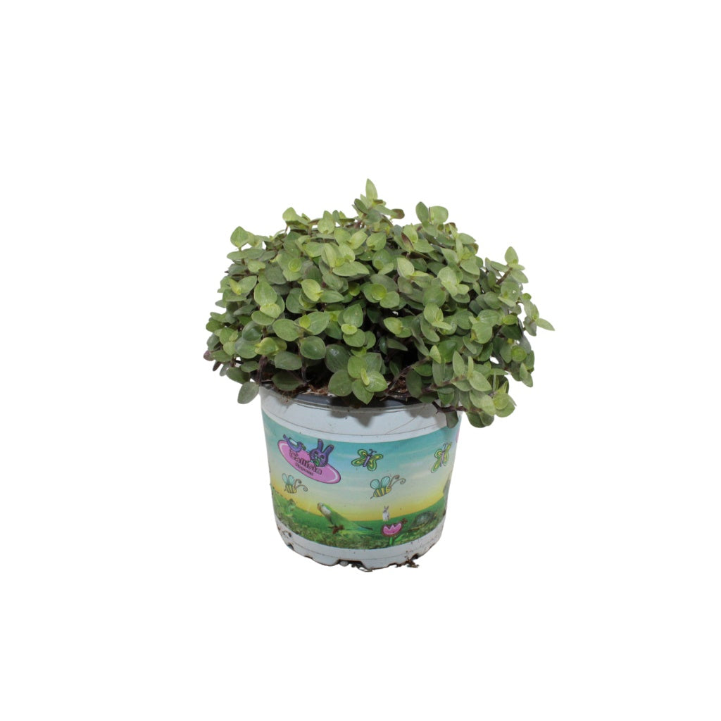 Callisia repens 17cm 12cm Pot