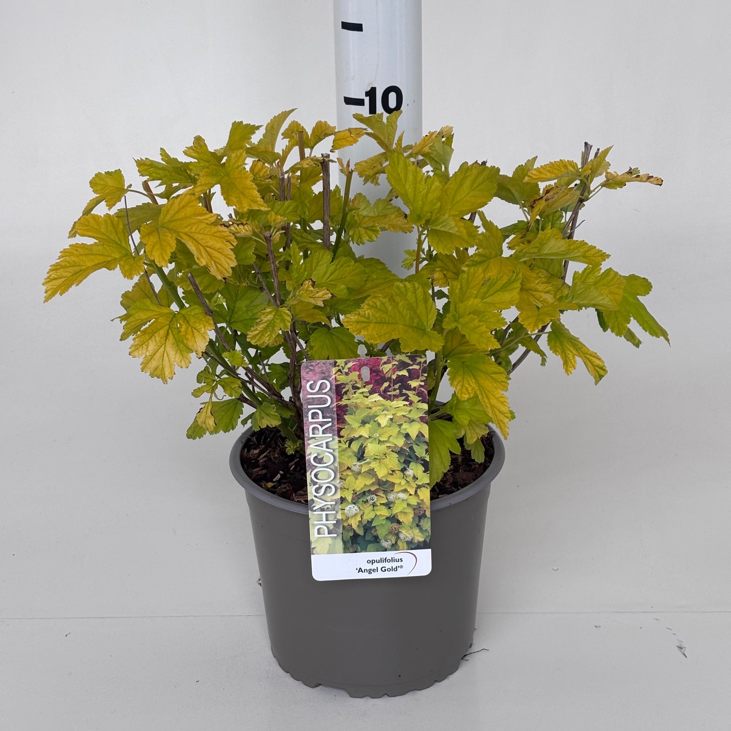 Physocarpus Angel Gold 30cm 19cm Pot