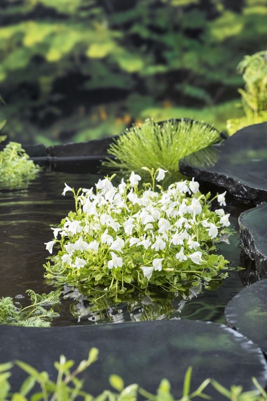 Mazus reptans white 20cm 9cm Pot