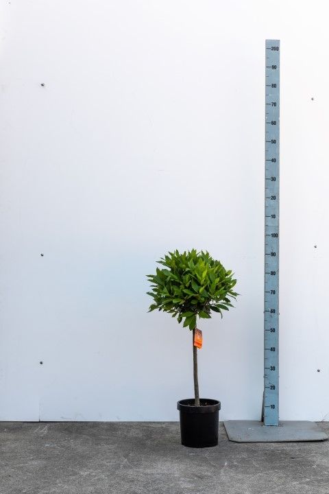 Laurel nobilis 90cm 20cm Pot