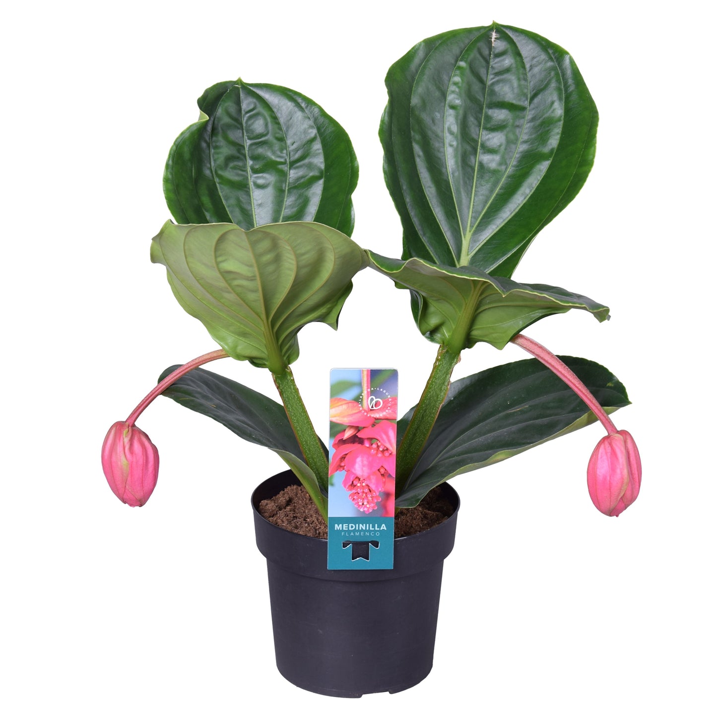 Medinilla Flamenco 40cm 17cm Pot