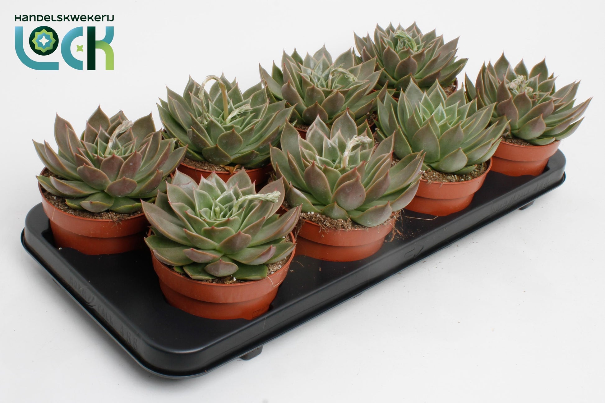 Echeveria agavoides 10cm 12cm Pot