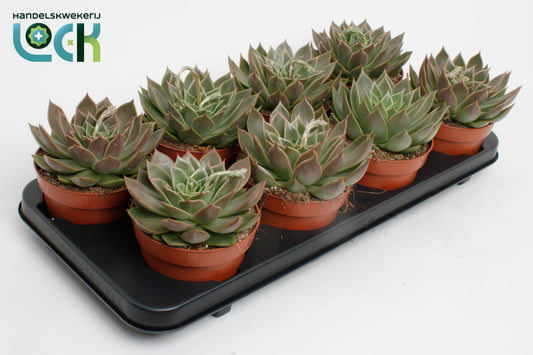 Echeveria agavoides 10cm 12cm Pot