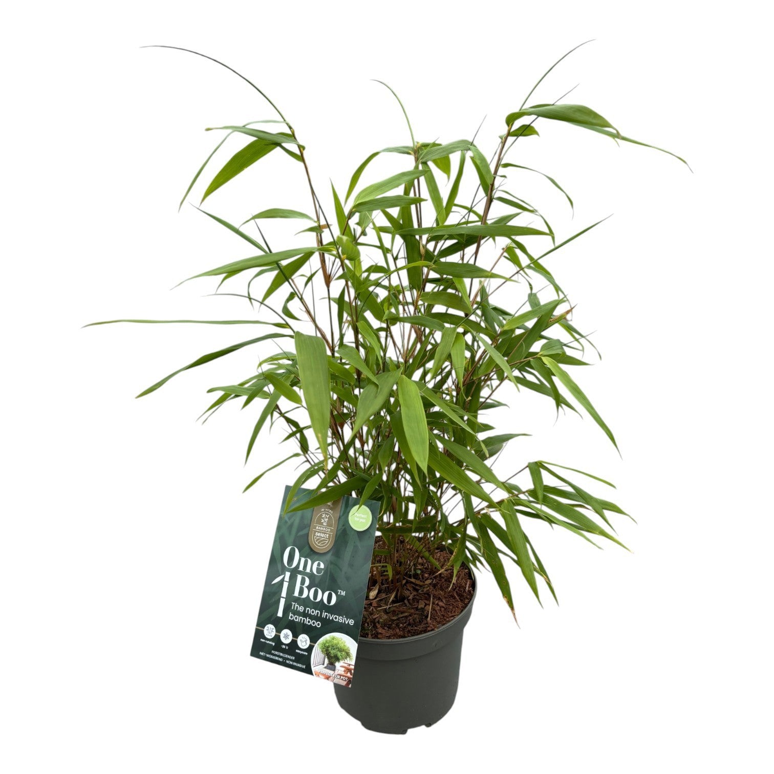 Fargesia rufa 40cm 17cm Pot
