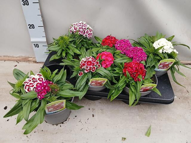Dianthus barbatus ("Sweet William") 25cm 15cm Pot