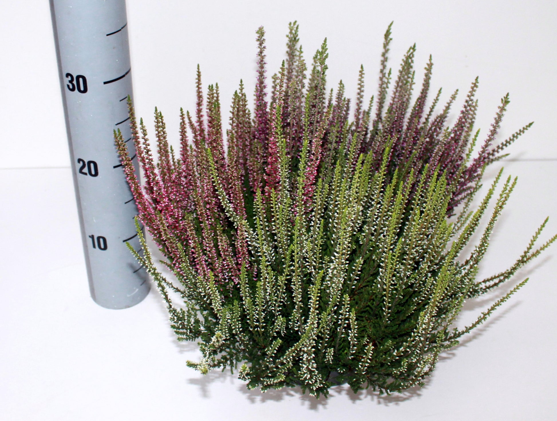 Janssen und Velling GbR Calluna Garden Girls trio Pack of 1