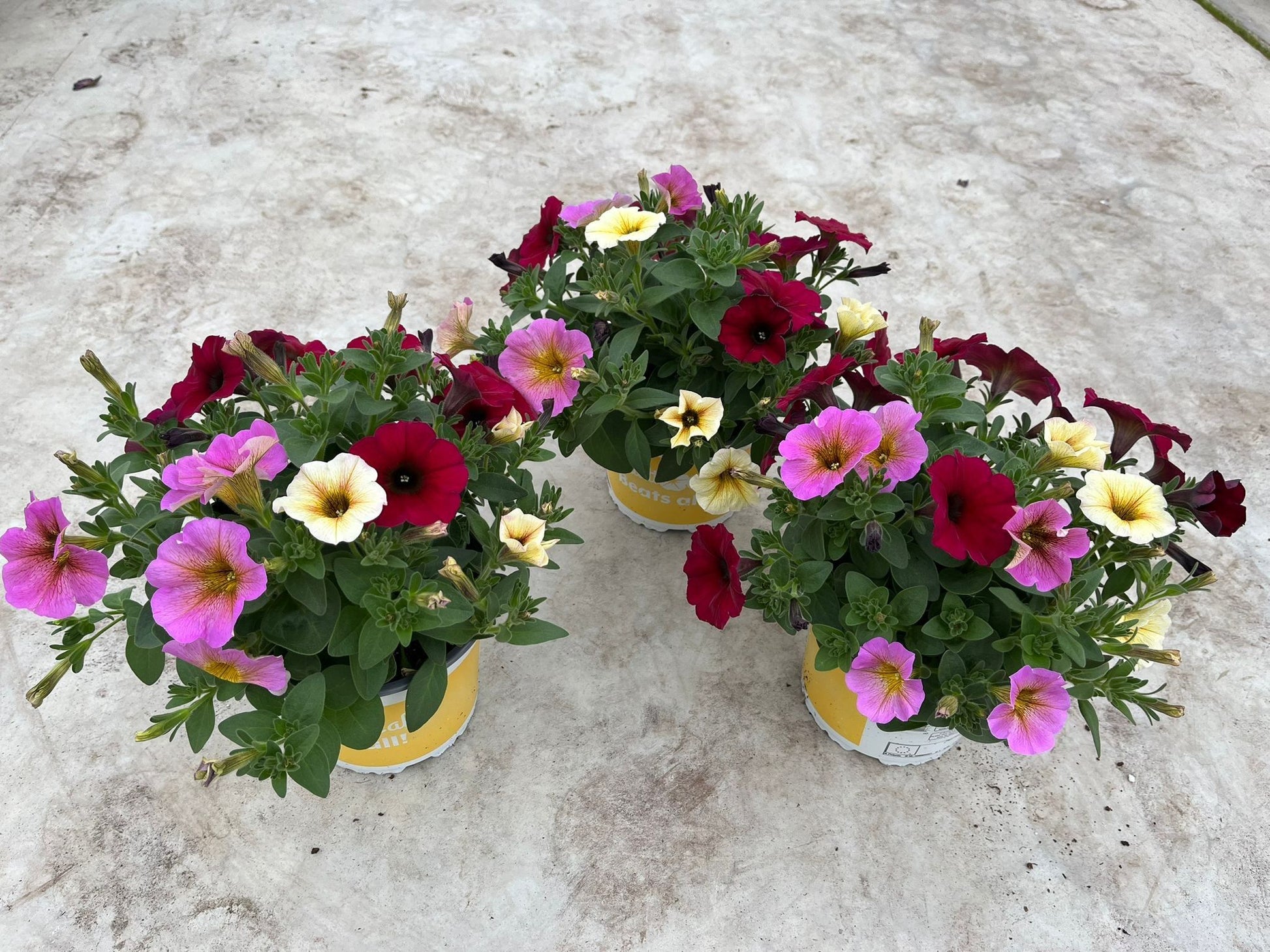 Petchoa BeautiCal carnaval 30cm 15cm Pot