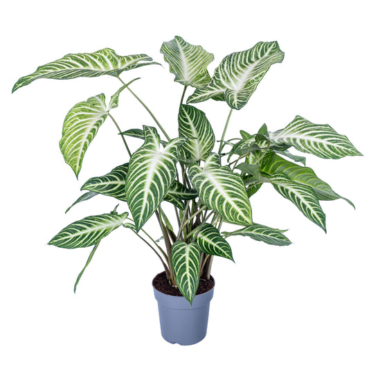 Xanthosoma lindenii 70cm 19cm Pot