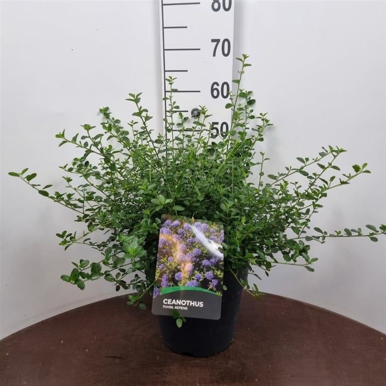 Ceanothus thyrsiflorus repens 55cm 27cm Pot