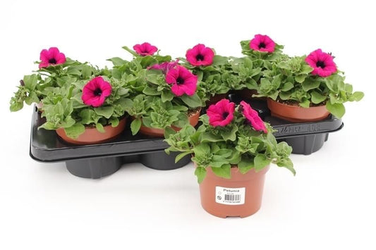 Petunia Purple 15cm 13cm Pot