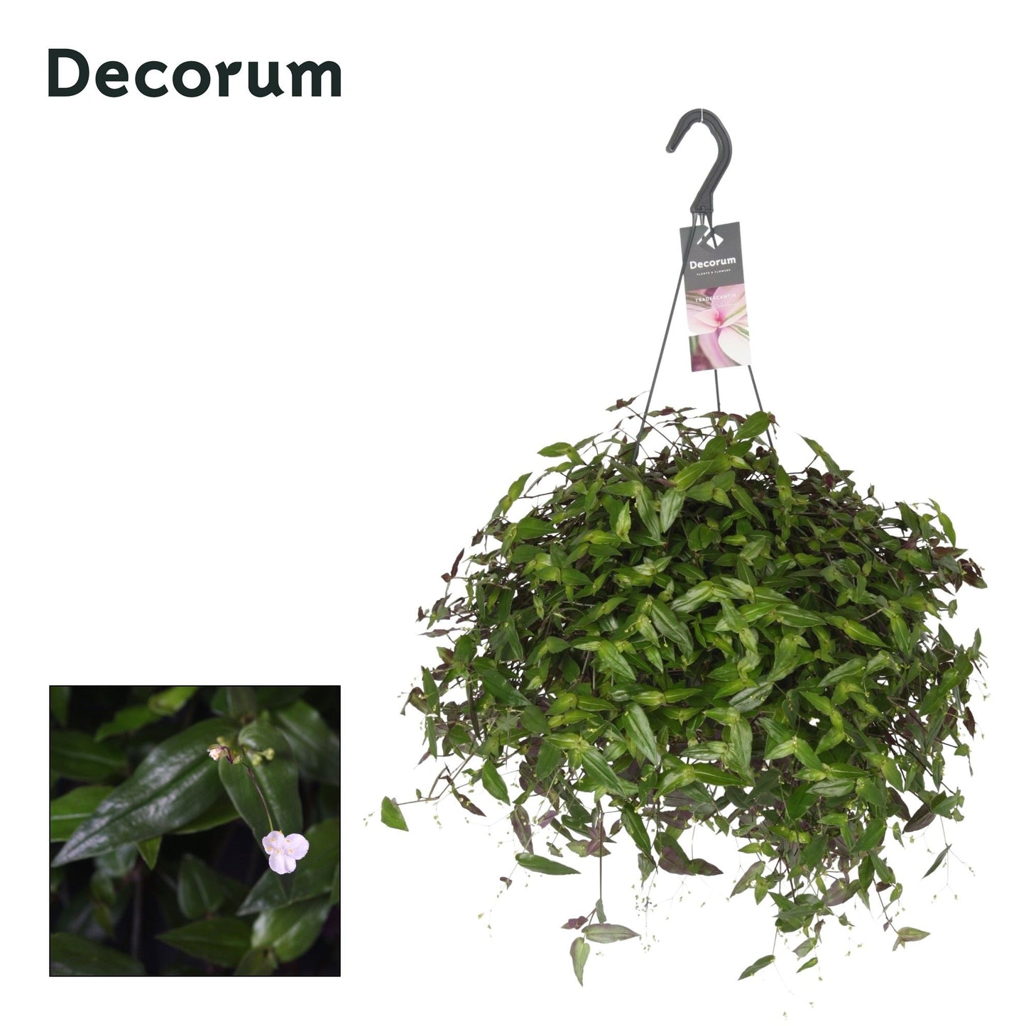 Tradescantia multiflora 35cm 17cm Pot