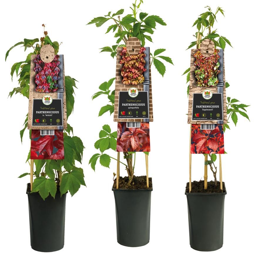 Parthenocissus mix 75cm 17cm Pot