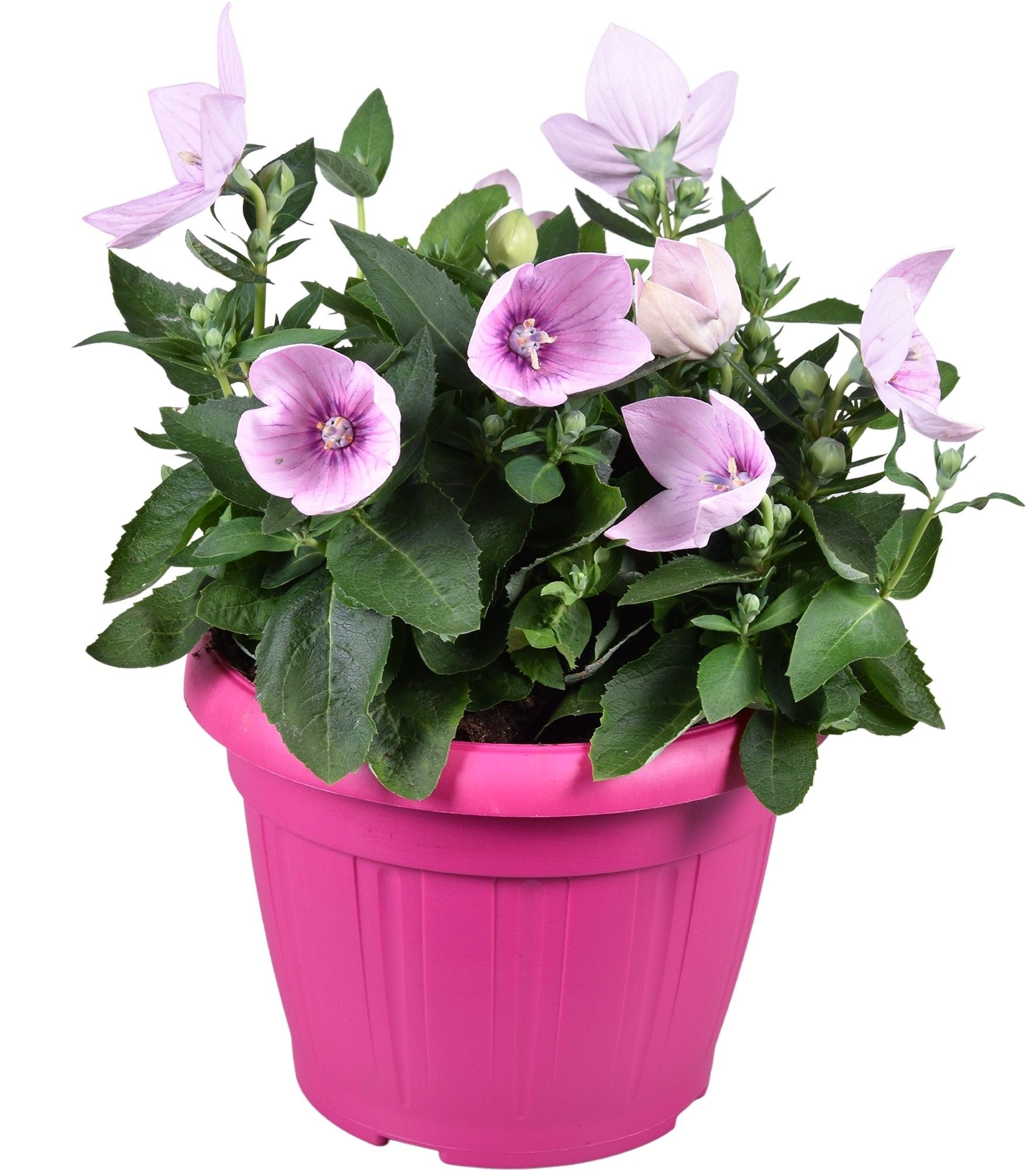 Platycodon graniflorus Astra Pink 35cm 22cm Pot