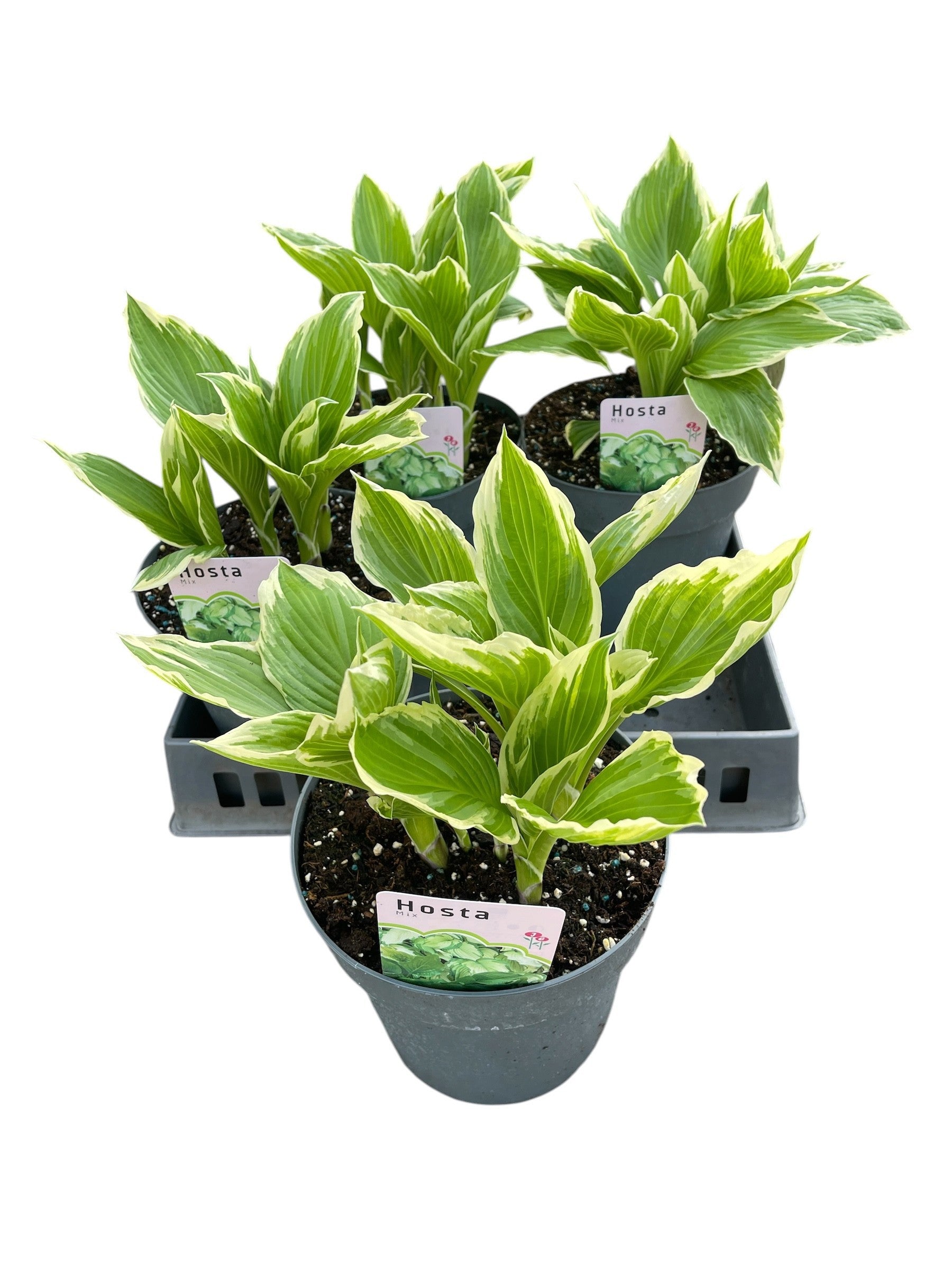 Hosta und. Albomarginata 40cm 21cm Pot