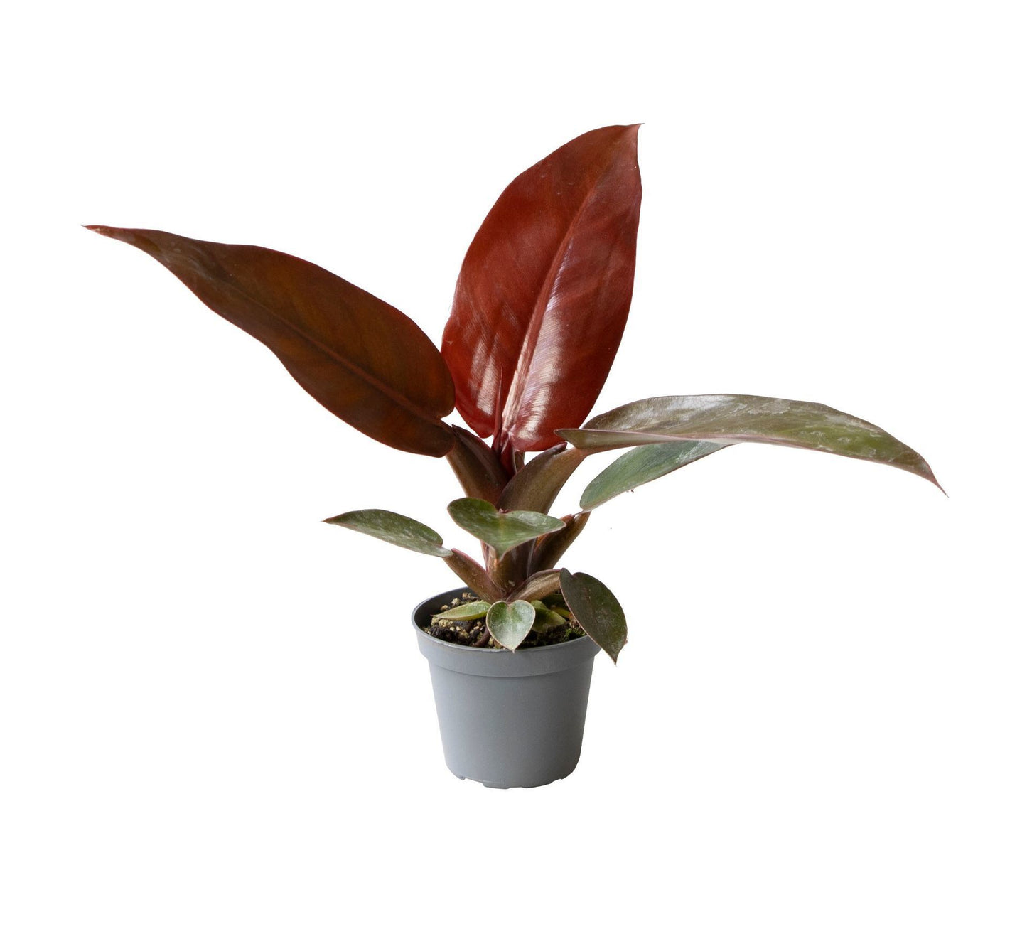 Philodendron Red Sun 10cm 6cm Pot
