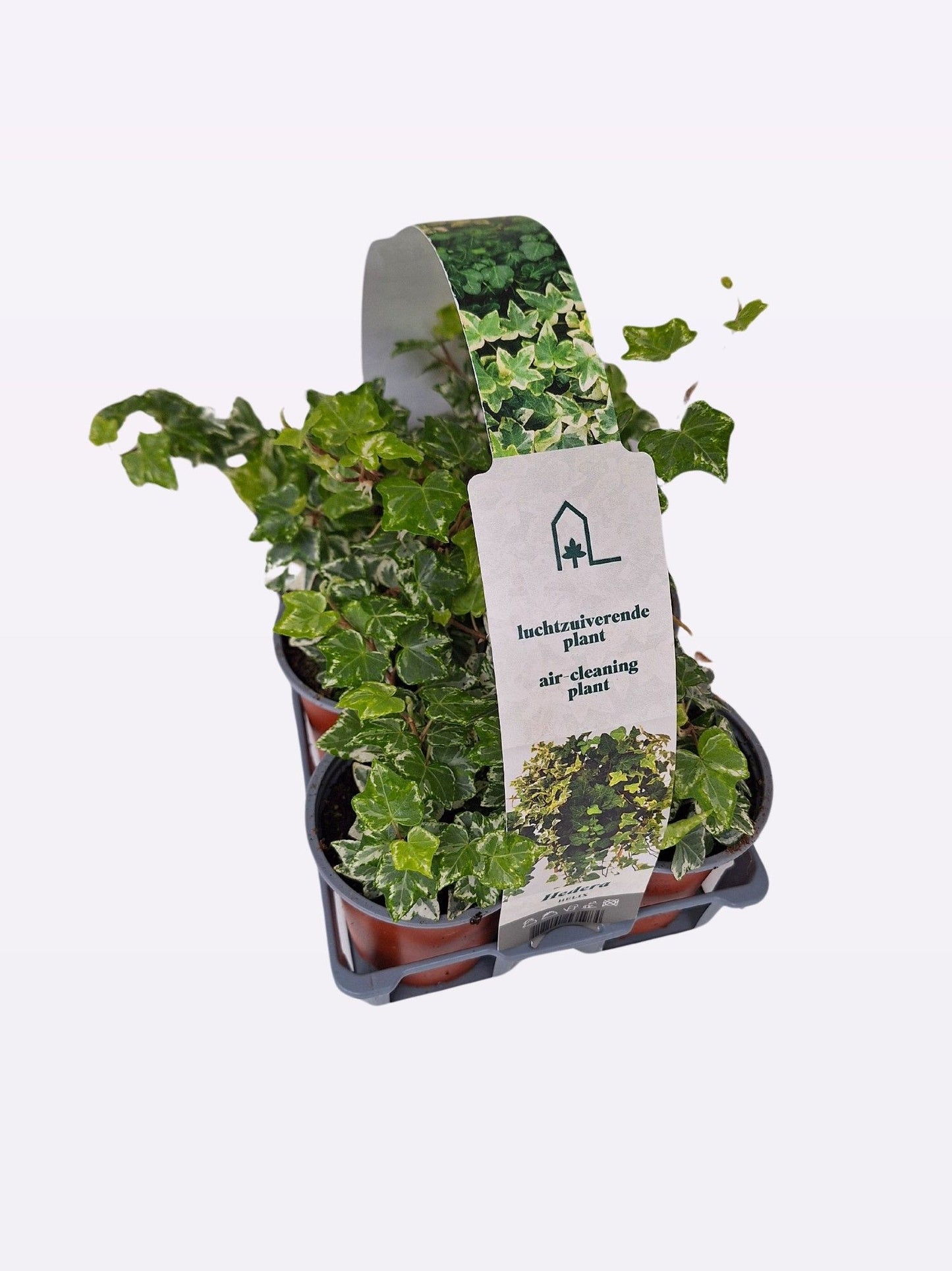 Hedera hel. Harlekijn 9cm Pot