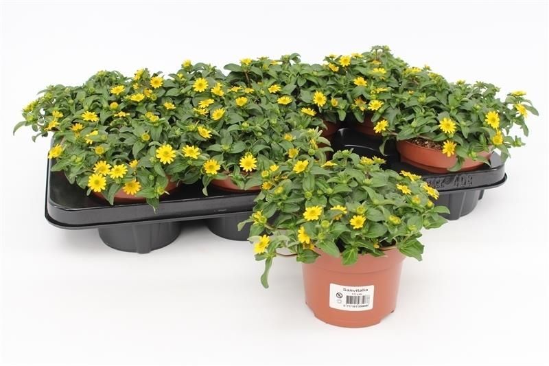 Sanvitalia Yellow Beauty 15cm 13cm Pot