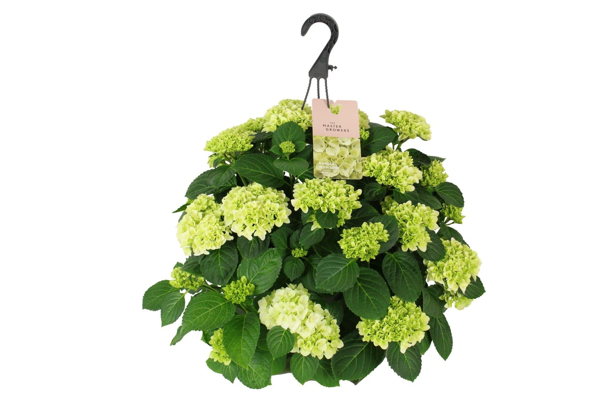 Hydrangea macr. Hi White Sun 40cm 27cm Pot