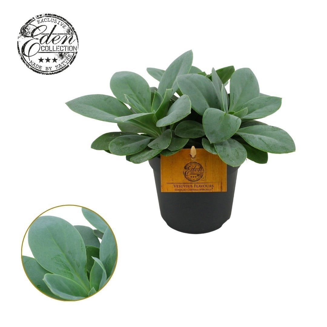 Senecio cephalophorus 20cm 12cm Pot