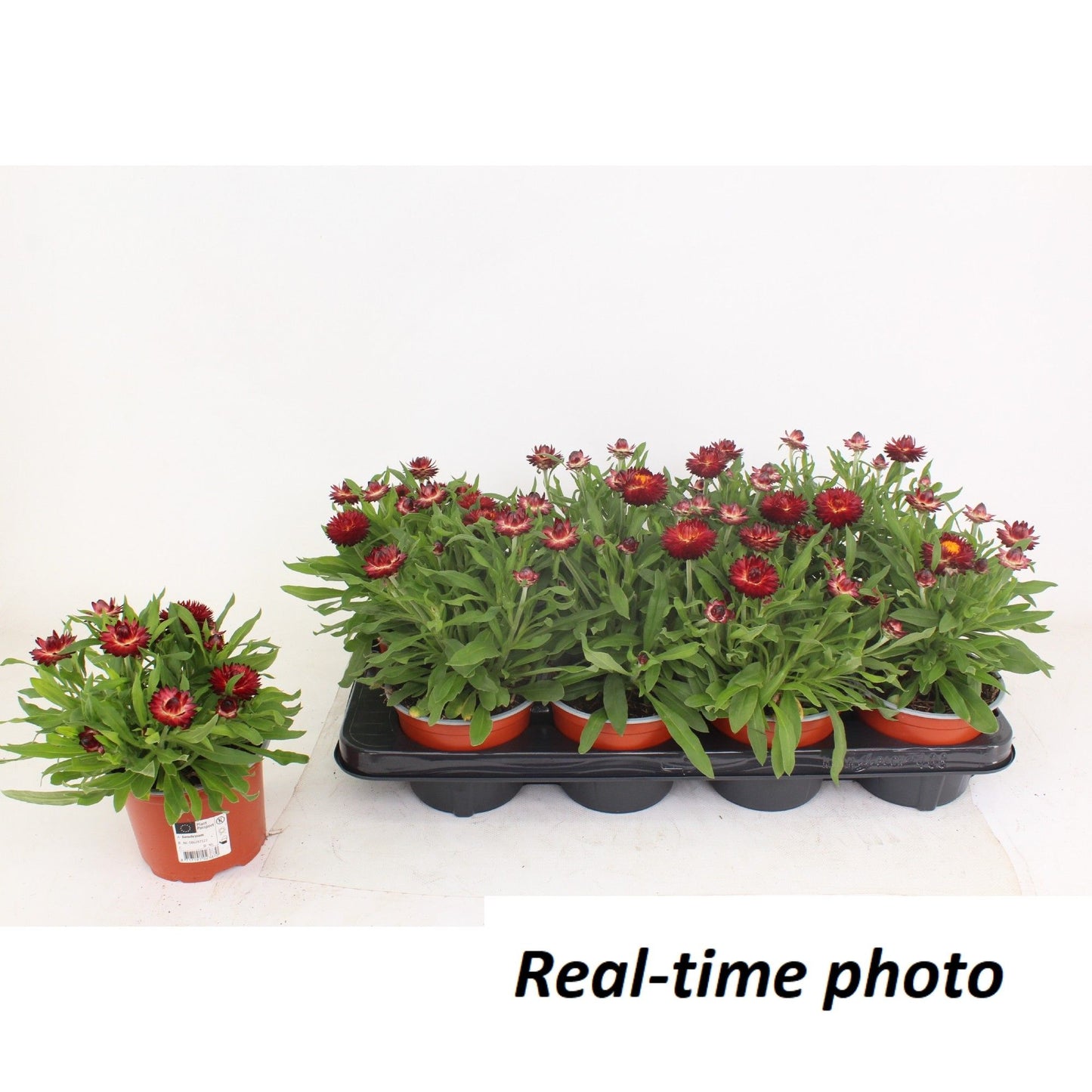 Xerochrysum Mohave Red Pepper 25cm 12cm Pot