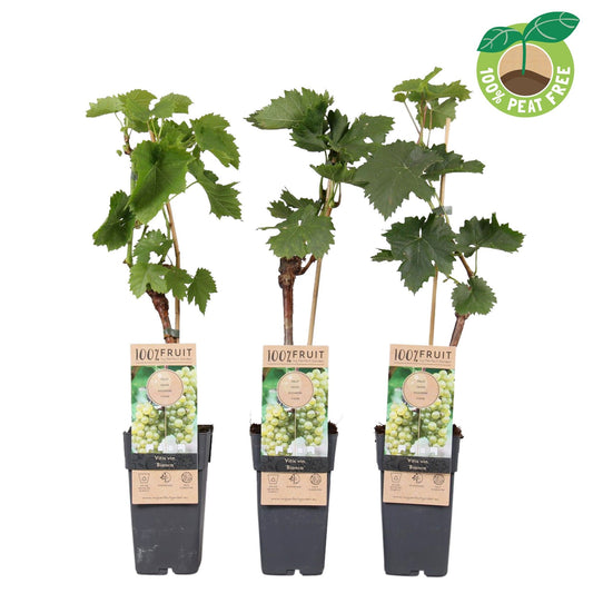 Vitis vinifera Bianca 50cm 15cm Pot
