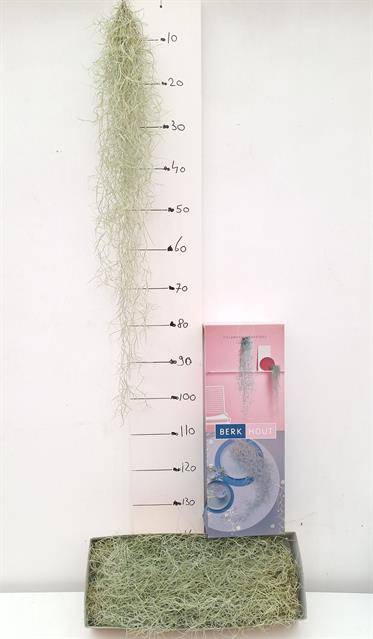 Tillandsia usneoides 15cm