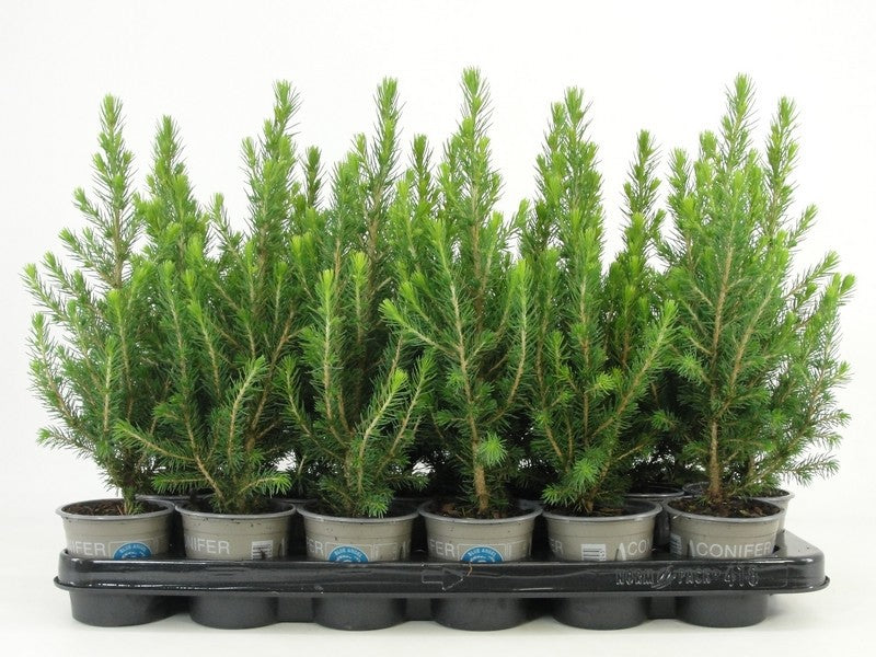 Picea glauca Conica 32cm 9cm Pot