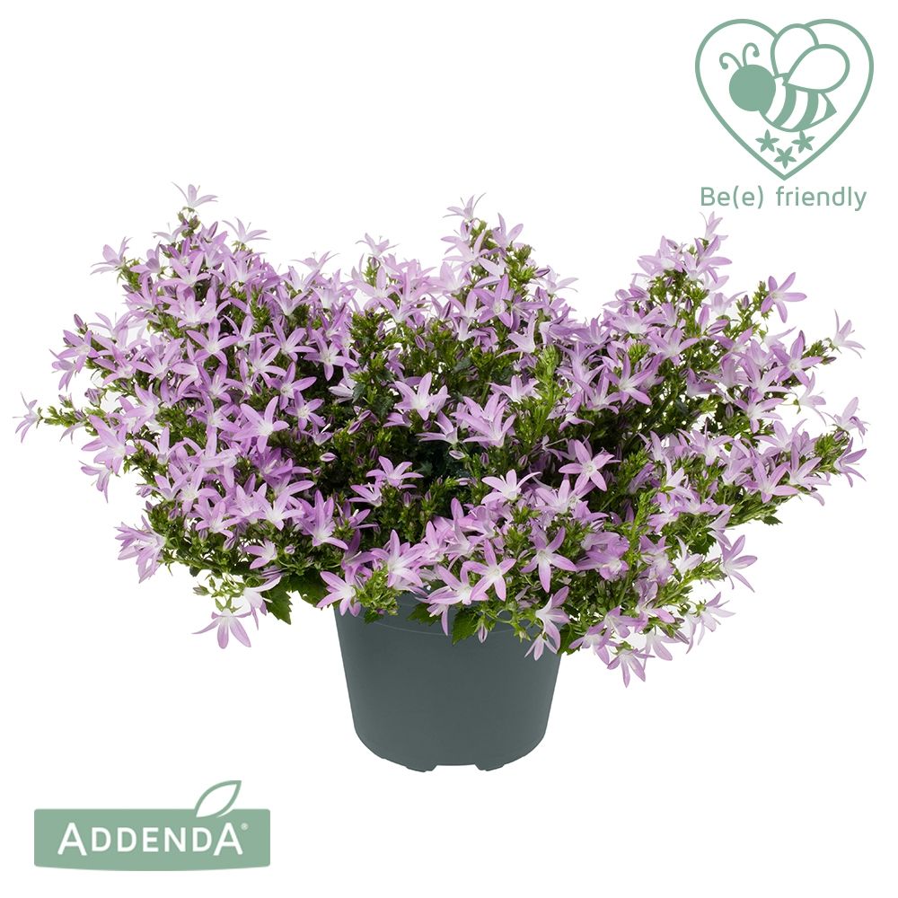 Campanula Adansa pink 30cm 15cm Pot