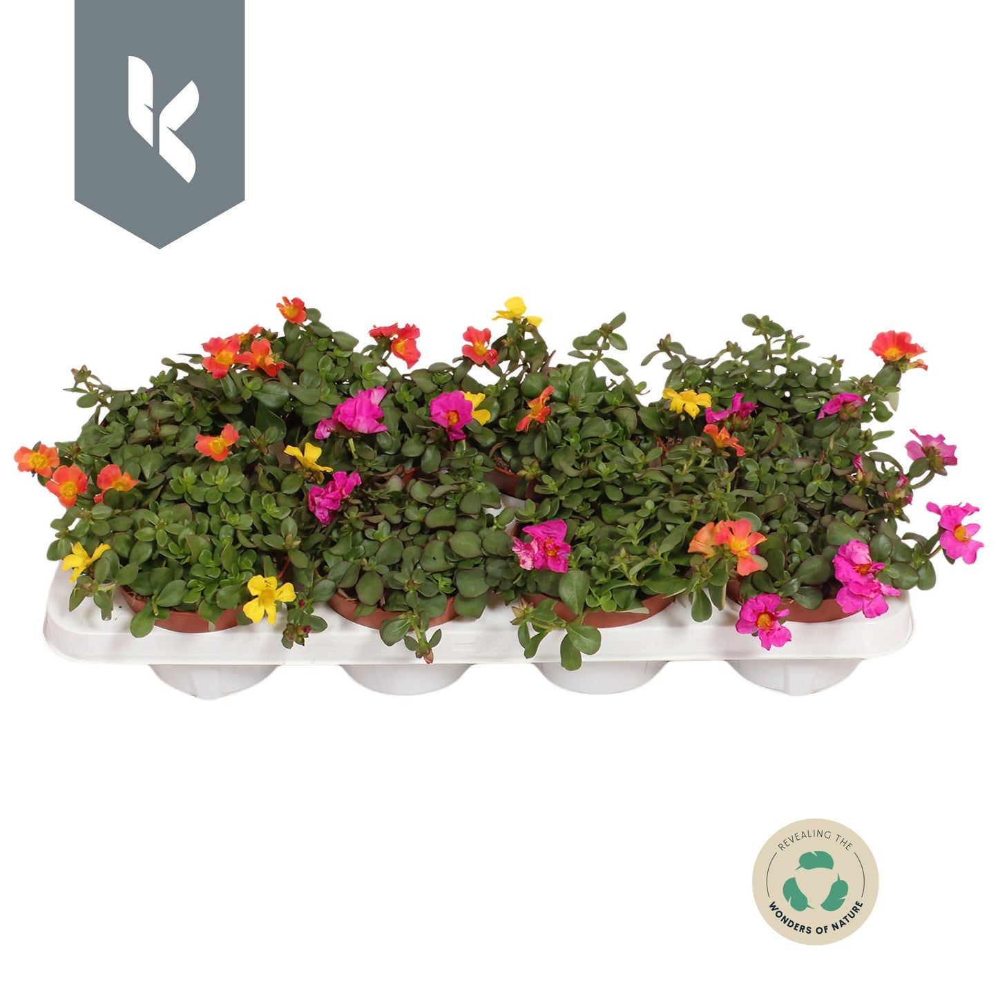 Portulaca mix 18cm 12cm Pot