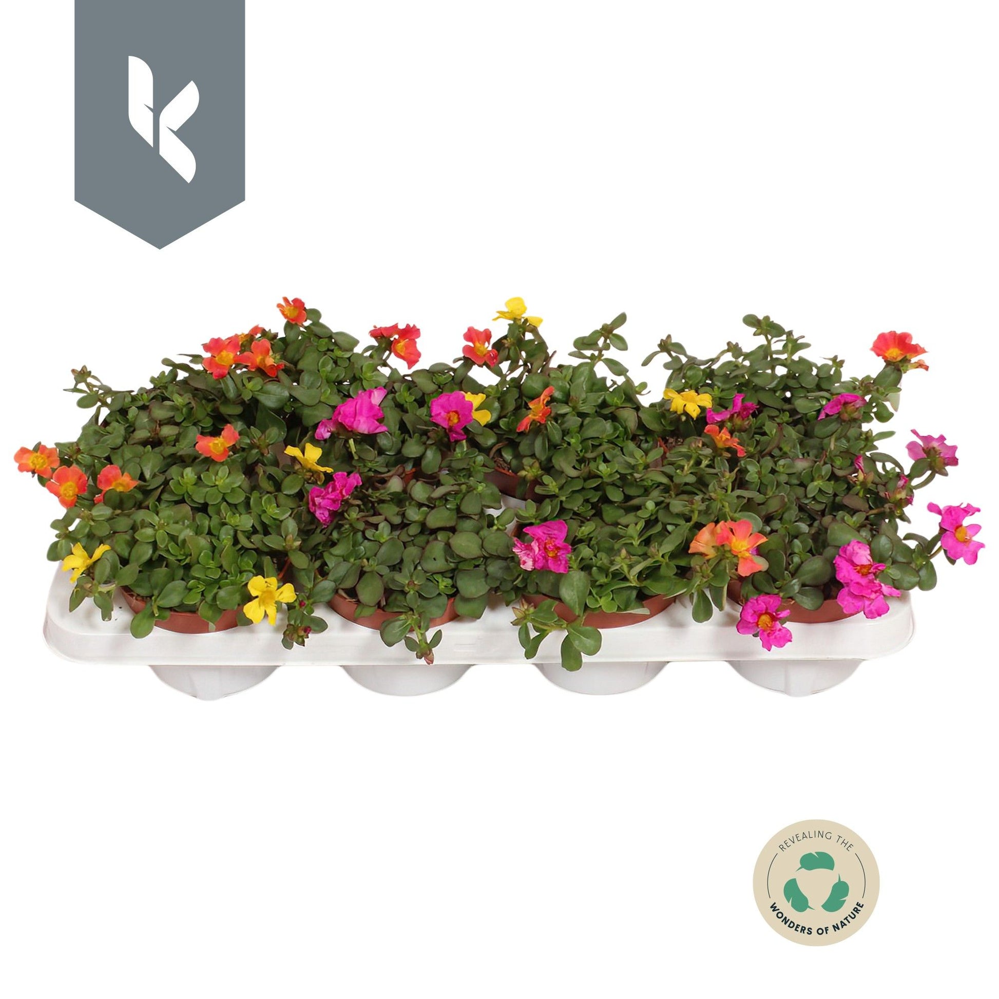 Portulaca mix 18cm 12cm Pot