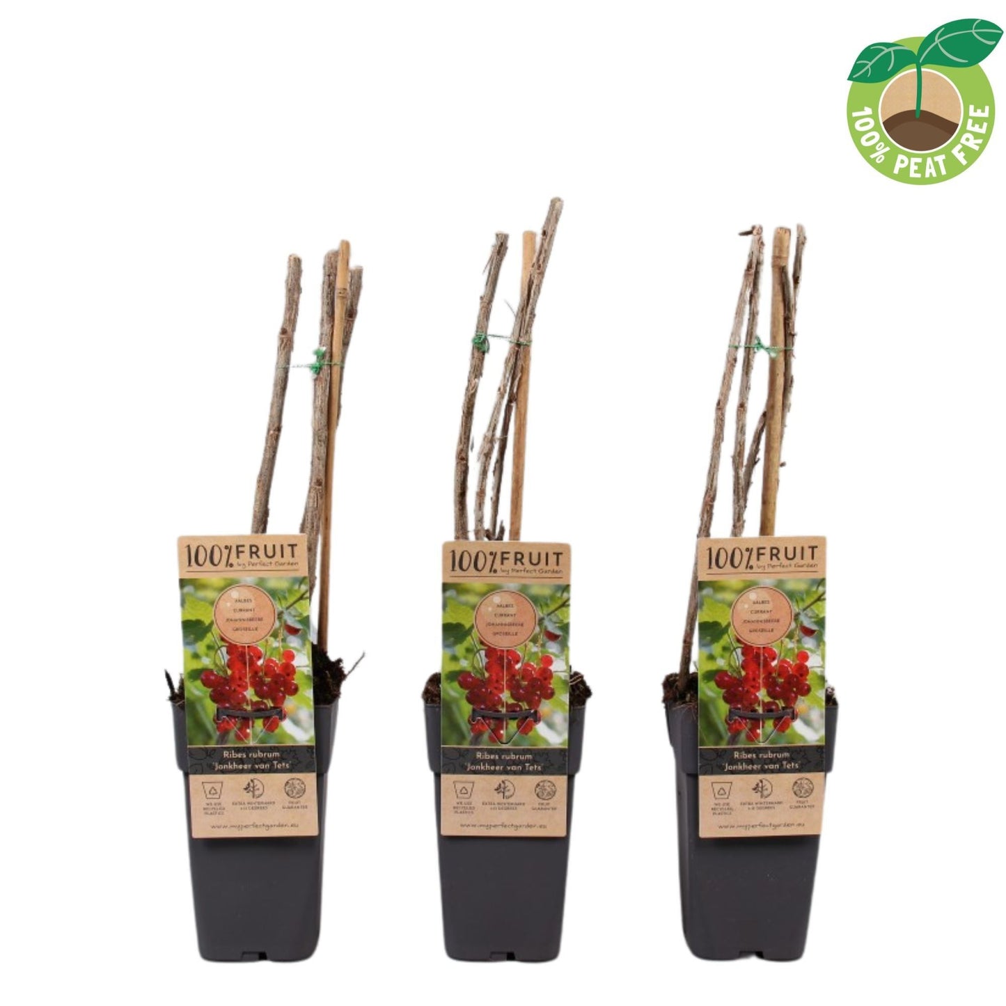 Ribes rub. Jonkheer van Tets 50cm 15cm Pot