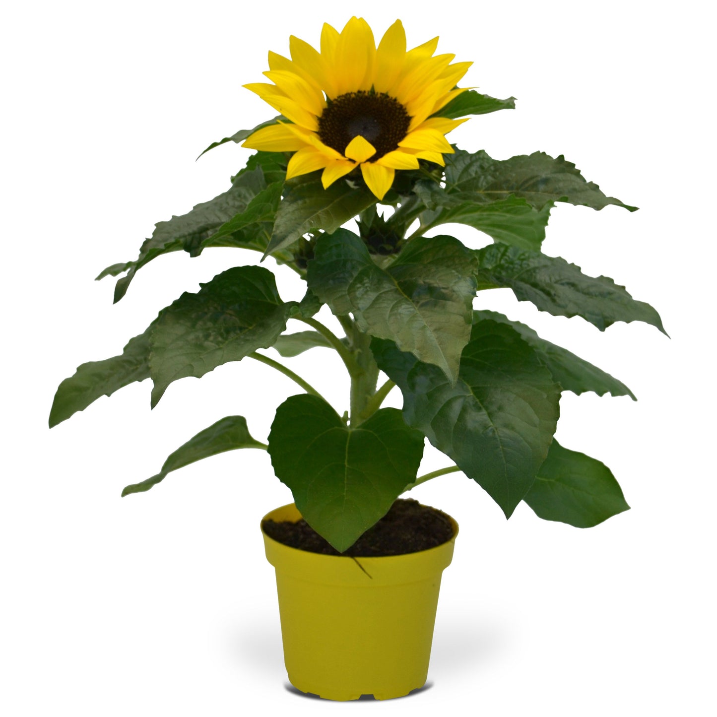 Helianthus ann. Sunsation 30cm 12cm Pot