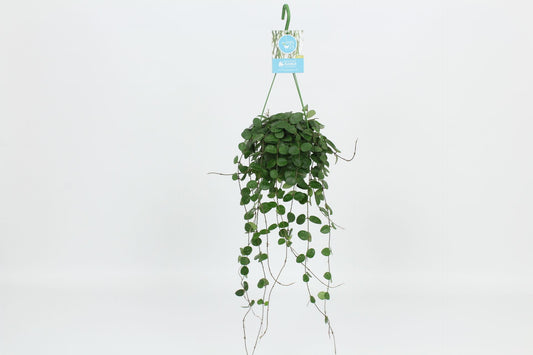 Hoya Mathilde 30cm 14cm Pot