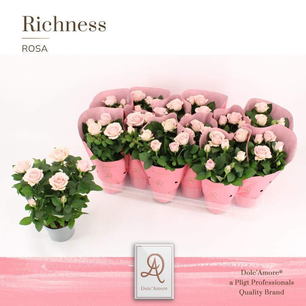 Rose Infinity Princess 25cm 10.5cm Pot