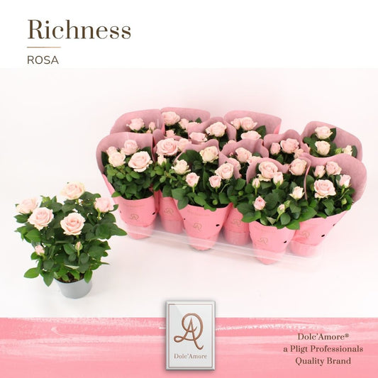 Rose Infinity Princess 25cm 10.5cm Pot