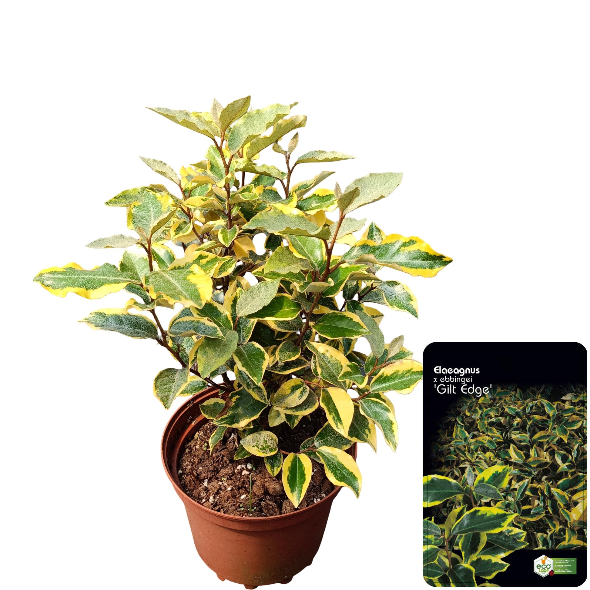 Elaeagnus ebb. Gilt Edge 50cm 19cm Pot