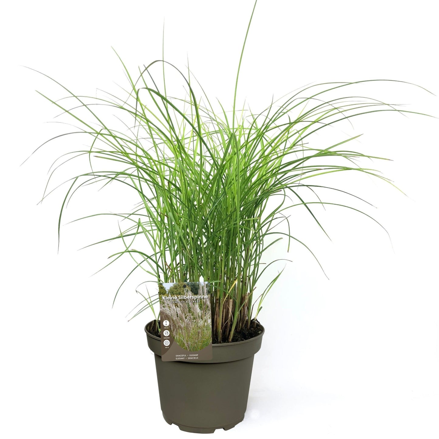 Miscanthus sin. Kleine Silberspinne 50cm 23cm Pot