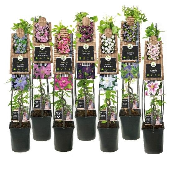 Clematis mix 115cm 23cm Pot