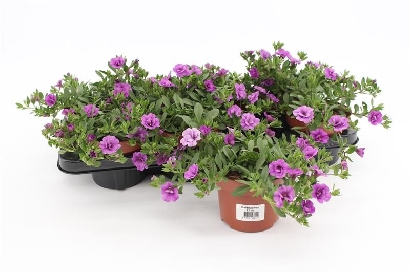 Calibrachoa Minifamous Compact Double Amethyst 15cm 13cm Pot