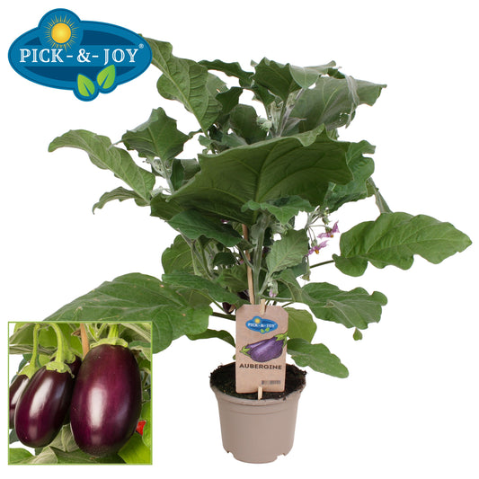 PICK&JOY Aubergine 50cm 14cm Pot