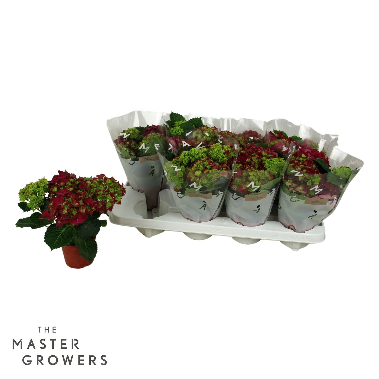 Hydrangea macrophylla red 22cm 10cm Pot