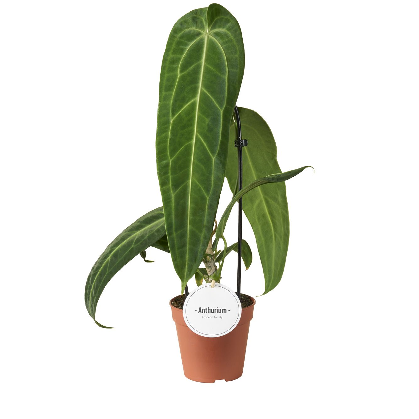 Anthurium Warocqueanum 45cm 12cm Pot