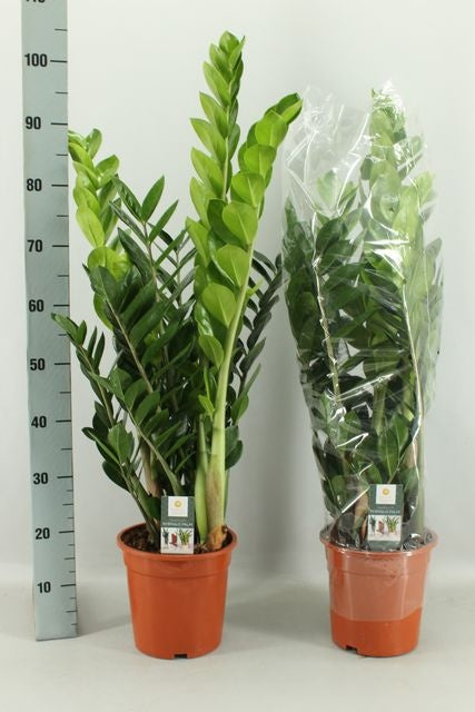 Zamioculcas zamiifolia 100cm 21cm Pot