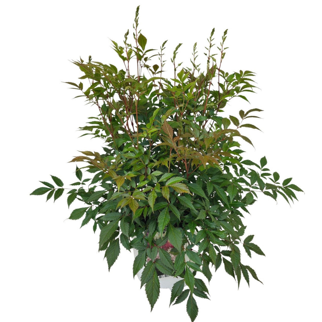 Astilbe jap. Washington 60cm 23cm Pot