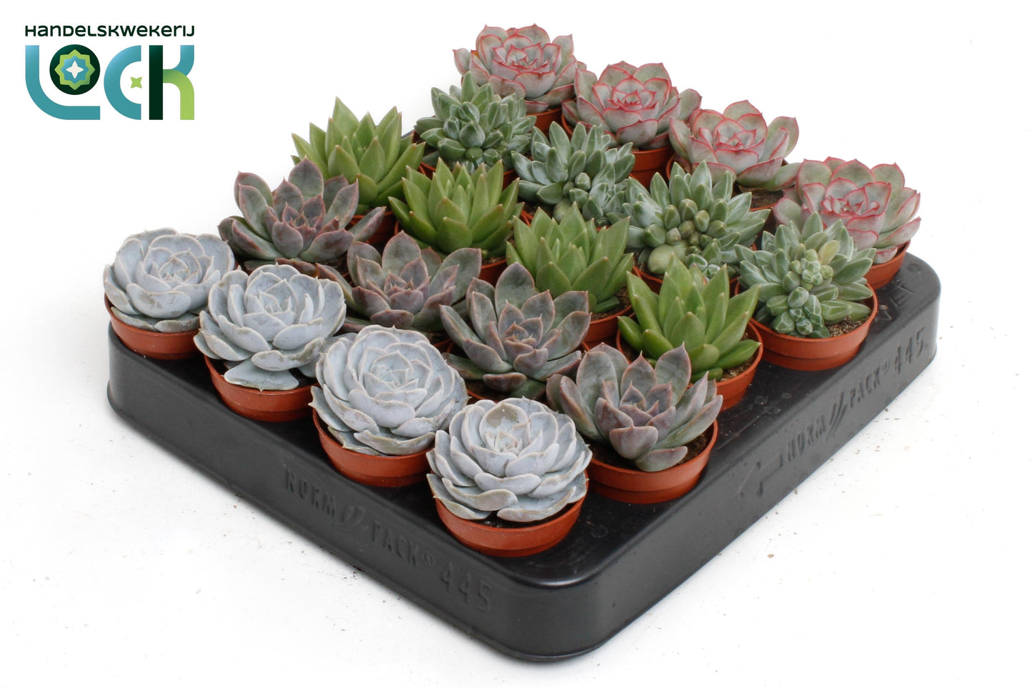 Echeveria mix 10cm 505cm Pot